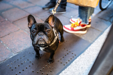 french bulldog on a leash looking up in a lively urban street scene. colorful sneakers and shopping 