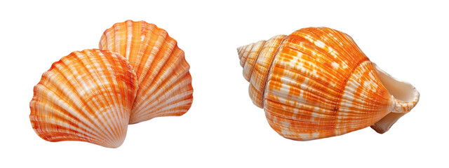 Wall Mural - Set of orange seashells, isolated on transparent background