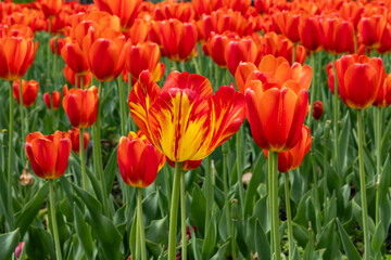 Wall Mural - Standout Tulip; one orange and yellow tulip stands out among the bed of standard orange