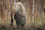 Dzik euroazjatycki, dzik, (Sus scrofa)