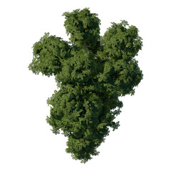 Wall Mural - tree top view plant landscape architecture nature garden aerial render. trees branch isolate collect