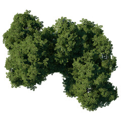 Wall Mural - tree top view plant landscape architecture nature garden aerial render. trees branch isolate collect