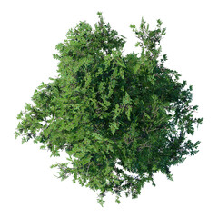 Wall Mural - tree top view plant landscape architecture nature garden aerial render. trees branch isolate collect