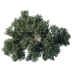 Wall Mural - tree top view plant landscape architecture nature garden aerial render. trees branch isolate collect