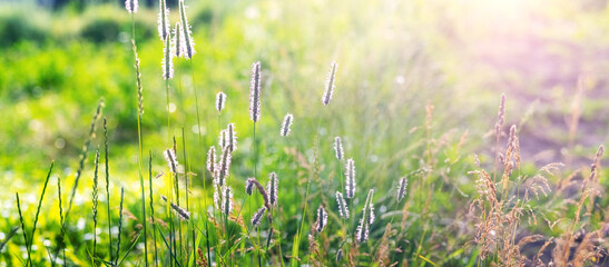 Sticker - summer background with grass stalks with seeds in sunny weather