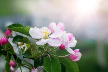 Sticker - apple tree branch with pink flowers and buds on a blurred background in sunny weather