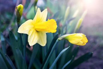 Sticker - yellow irises close-up in the garden in sunny weather