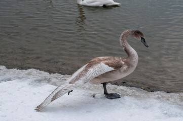 White swan onlake shore. Swan on beach. Swan on shore