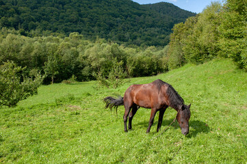 A dark brown horse on a foggy field looks to the side