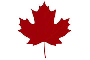 red maple leaf is shown on a white background