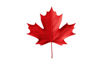 Red maple leaf on a white background
