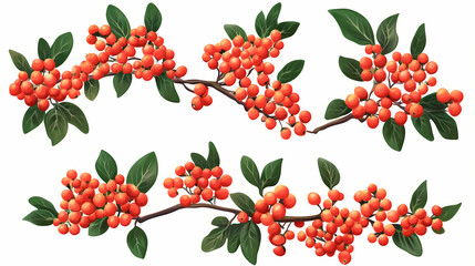 Wall Mural - Set of pyracantha coccinea (scarlet firethorn) frontal isolated png on a transparent background perfectly cutout. Firethorn. Illustration