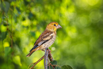 bright bird grosbeak chick sitting on tree branch in spring sunny forest