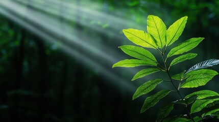 Canvas Print - green leaf in the forest with sunlight