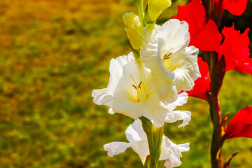 Wall Mural - Close-up of elegant white gladiolus flowers blooming with vibrant flowers in summer garden on sunny day. Sweden.