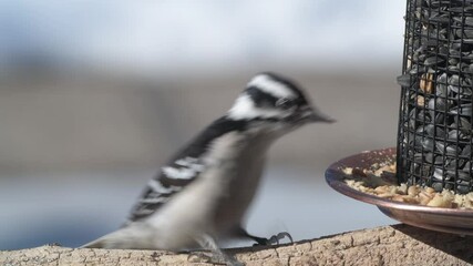 Wall Mural - Closeup of a female Downy woodpecker on a branch in the winter taking a peanut from a bird feeder in Minnesota