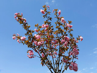 Wall Mural - Spring blossom of sakura tree in bloom.