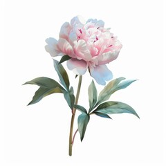 Wall Mural - Beautiful pink peony flower blooming with green leaves isolated on white background, watercolor painting