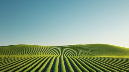 Aufkleber - Cultivated plants are growing in rows in a rural farm field covering rolling hills under a clear blue sky, representing sustainable agriculture and eco friendly farming practices