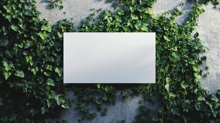 Poster - Blank white sign on a wall covered in lush green ivy.