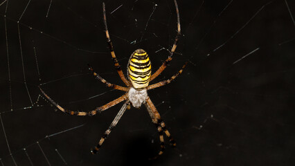 spider on the web