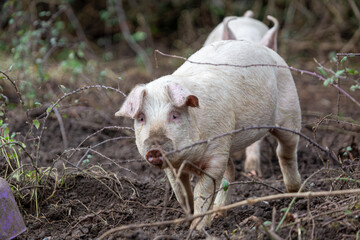 Wall Mural - 3 month old piglets enclosure consisting of two girls and one boy, Image shows the piglets running around 