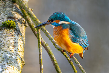 Eisvogel im Herbst, Winter auf einem Ast / Vogel / Kingfisher