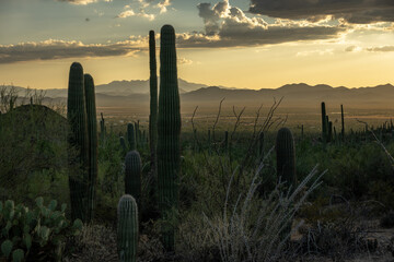 Wall Mural - Saguaro Cactus Look Out Over The Dusty Valley Below