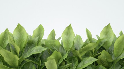 Canvas Print - Green Leaves on White Background