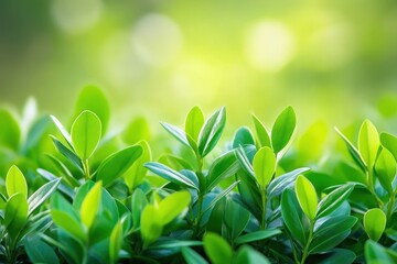 Sticker - Vibrant green leaves in soft sunlight, lush and healthy. Perfect for spring, nature, growth, and eco-friendly themes.