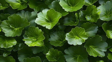 Poster - A lush, green foliage featuring rounded leaves, creating a vibrant and dense pattern, perfect for nature themes and botanical studies