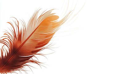 A brown feather with a white background, closeup view