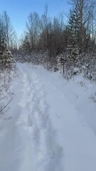 Wall Mural - Vertical video of winter landscape with snow-covered forest and path on the island of the Kitoy river bank on a cold day. Winter travel and nature walks during the New Year holidays. Natural backgroun