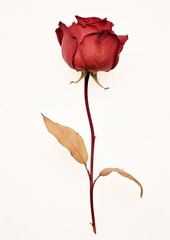 Poster - Red rose flower petal plant.