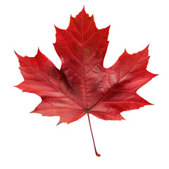 red maple leaf isolated on transparent background