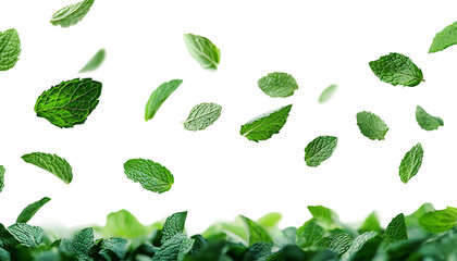 Falling mint leaves spearmint png