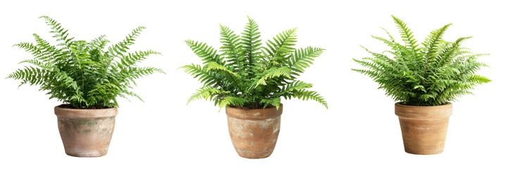 A Set of Beautiful Fern Plants in Rustic Clay Pots, Isolated on Transparent Background