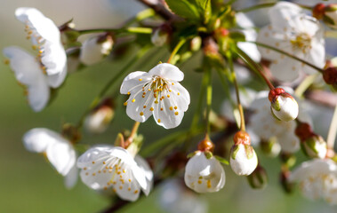 Poster - A close up of a white flower with yellow centers