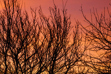 Wall Mural - A tree with its branches bare and the sky in the background is orange