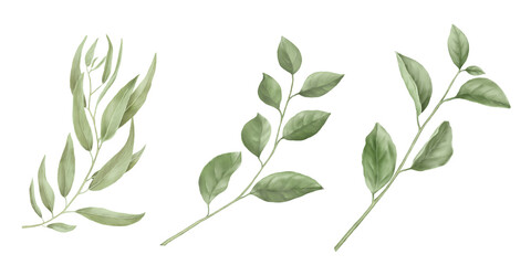 Willow and apple tree branch with green leaves in set. Watercolor digital illustration. Green leaves on twigs isolated on white background. Botanical illustration. For postcard and invitation design
