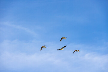 Wall Mural - Flock of Greylag geese flying at a blue sky