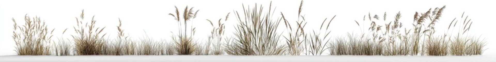 Wall Mural - Dried grasses and reeds on white background.