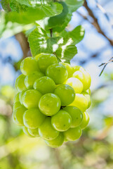 Wall Mural - sweet green grape on a branch over green natural garden blur background, bunch of shine muscat grape