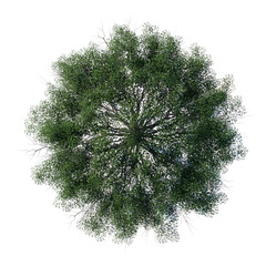 Wall Mural - tree top view plant landscape architecture nature garden aerial render. trees branch isolate collect