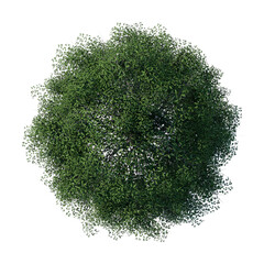 Wall Mural - tree top view plant landscape architecture nature garden aerial render. trees branch isolate collect