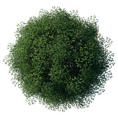 Wall Mural - tree top view plant landscape architecture nature garden aerial render. trees branch isolate collect