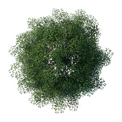 Wall Mural - tree top view plant landscape architecture nature garden aerial render. trees branch isolate collect