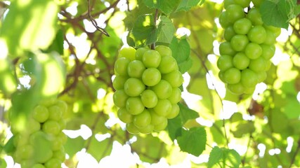 Wall Mural - sweet green grape on a branch over green natural garden blur background, bunch of shine muscat grape