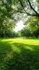Wall Mural - lush green park landscape surrounded by tall trees and bright sunlight filtering through foliage
