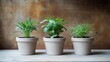 © Artittaya - Miniature plants in concrete pots, styled on a rustic wooden background with natural light